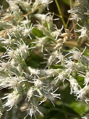 Eupatorium altissimum