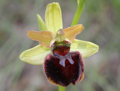 Ophrys sphegodes