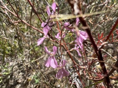 Stylidium brunonianum
