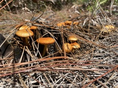 Marasmius vagus