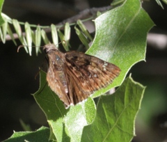 Erynnis tristis