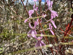 Stylidium brunonianum