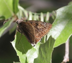 Erynnis tristis