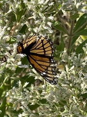 Limenitis archippus