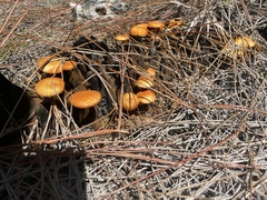 Marasmius vagus