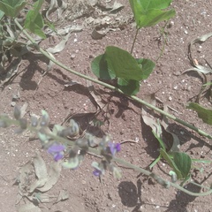 Desmodium intortum