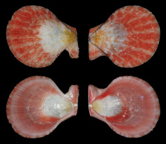 Laevichlamys limatula