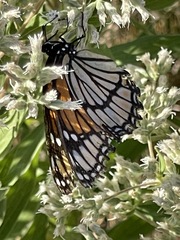 Limenitis archippus