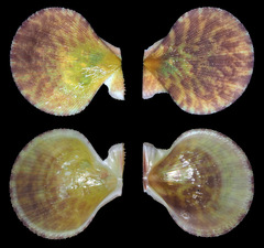 Laevichlamys limatula