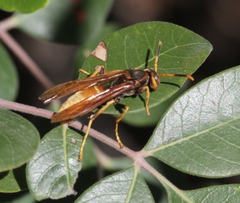 Polistes comanchus