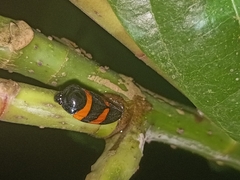 Cosmoscarta abdominalis