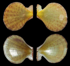 Laevichlamys limatula