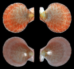 Laevichlamys limatula