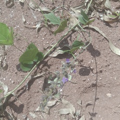 Desmodium intortum