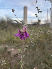 Dalea dorycnioides