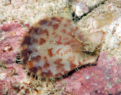 Laevichlamys limatula