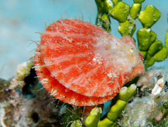 Laevichlamys limatula