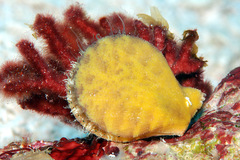 Laevichlamys limatula