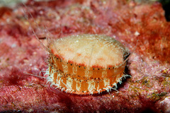 Laevichlamys limatula