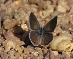 Hemiargus ceraunus