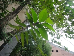 Camptotheca acuminata