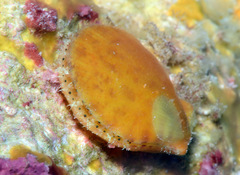 Laevichlamys limatula