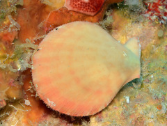 Laevichlamys limatula