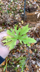 Petasites frigidus