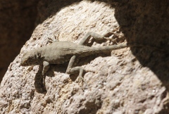 Sceloporus merriami