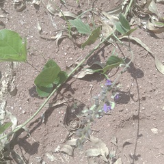 Desmodium intortum