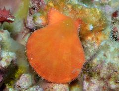 Laevichlamys limatula