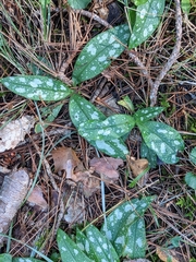 Pulmonaria officinalis