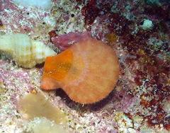 Laevichlamys limatula