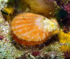 Laevichlamys limatula