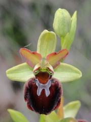 Ophrys sphegodes