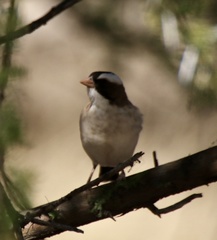 Plocepasser mahali mahali