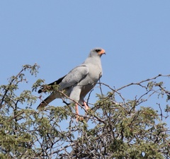 Melierax canorus argentior