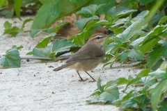 Phylloscopus fuscatus
