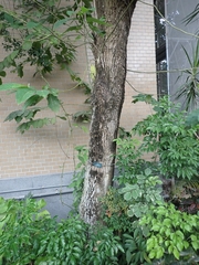 Camptotheca acuminata