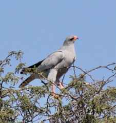Melierax canorus argentior