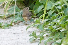 Phylloscopus fuscatus