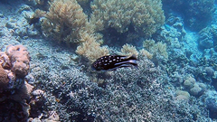 Macolor macularis