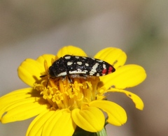 Acmaeodera disjuncta