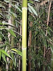 Phyllostachys
