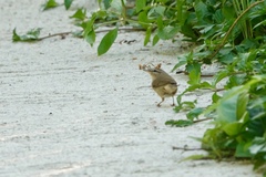 Phylloscopus fuscatus