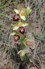 Ophrys sphegodes