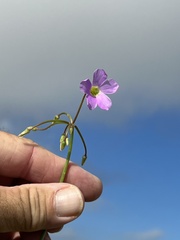 Oxalis drummondii
