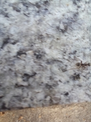 Formica cinerea