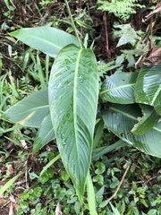Canna indica