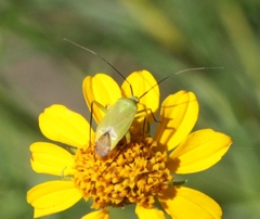 Neocapsus